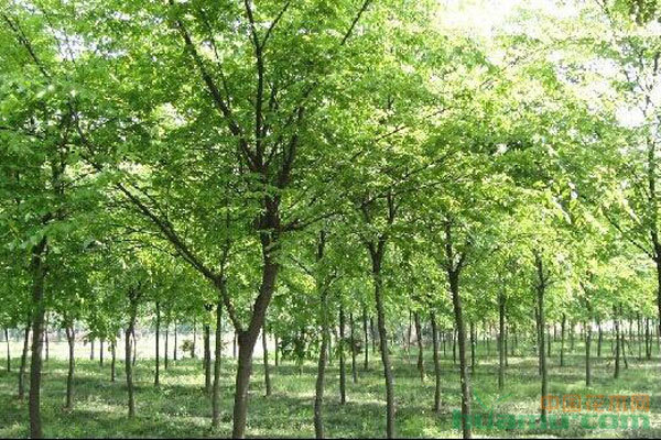 苗木種植避坑指南 拒絕跟風，差異化才是王道